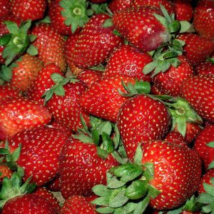 fresas