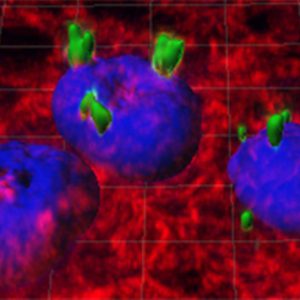La UAB crea noves nanopíndoles