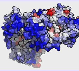 Un nou mètode en 3D millora l’estudi de les proteïnes