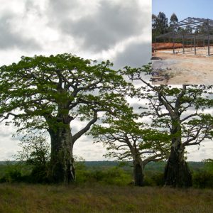 Nou centre tecnològic d’aliments a Angola
