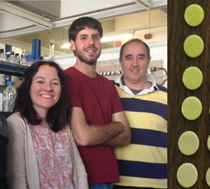 Dissenyen un biosensor microbià de paper per avaluar la toxicitat de l’aigua