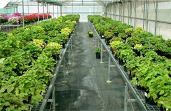 Científics i empreses de biotecnologia agrícola de tot Europa es reuneixen al Centre de Recerca en Agrigenòmica