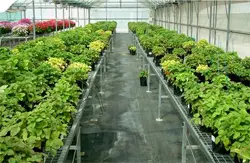 Científics i empreses de biotecnologia agrícola de tot Europa es reuneixen al Centre de Recerca en Agrigenòmica