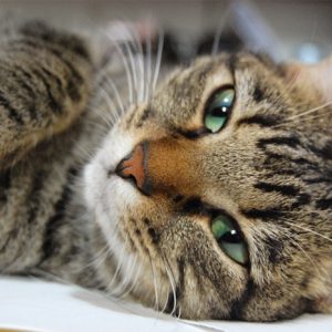 Vetgenomics, en un projecte europeu