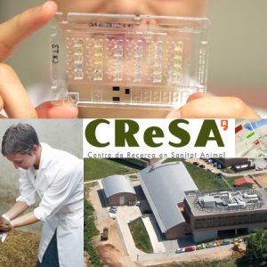 El CReSA prova amb èxit una nova vacuna