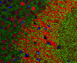 Reverteixen la pèrdua de memòria en ratolins models d’Alzheimer
