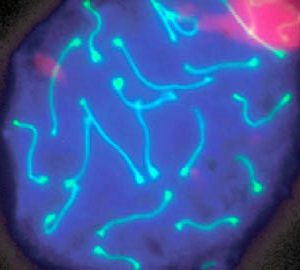 A l’UAB descobreixen la proteïna que regula la reparació del DNA durant la formació dels espermatozoides