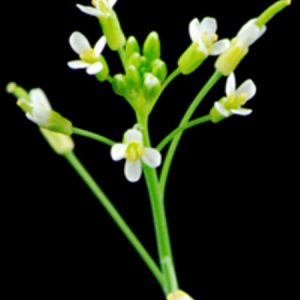 el CSIC i el rellotge intern de les plantes