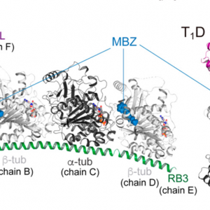 Comprovada l’eficàcia de varis fàrmacs en infeccions de virus com el Sars-cov2