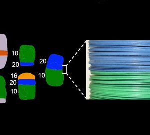 Un model multilaminar explica l’estructura de les aberracions cromosòmiques