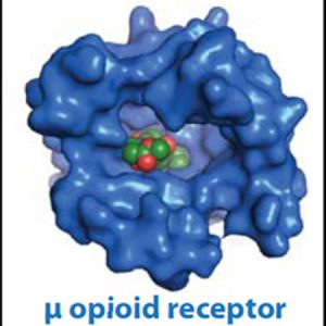 Recerca per tractar el dolor i l’addicció