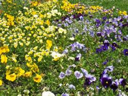 Publicació d’una base de dades mundial de plantes