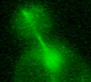 Descobreixen una triple barrera que protegeix les cèl·lules d’esdevenir canceroses