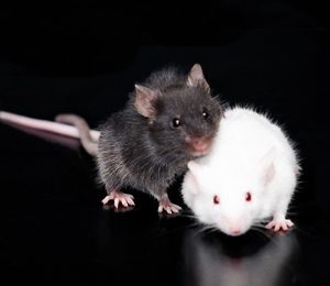 Curen amb teràpia gènica una greu malaltia neurodegenerativa pediàtrica en models animals