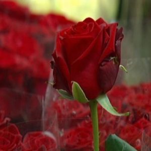 Sant Jordi per tot el món