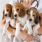 Univet, Janus i Histocell s’uneixen per crear la primera empresa espanyola de medicina regenerativa veterinària